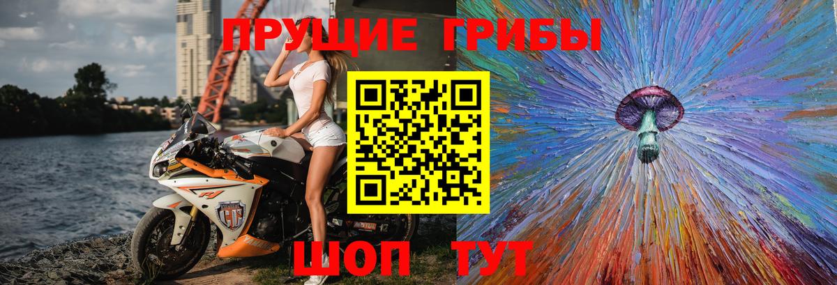 Псилоцибиновые грибы Psilocybe Кисловодск